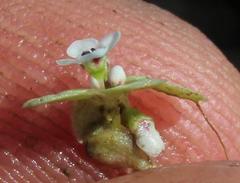 Crassula natans natans