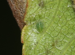 Tinocallis ulmiparvifoliae