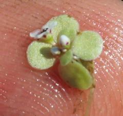 Crassula natans natans