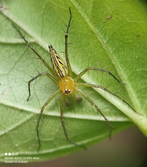 Oxyopes