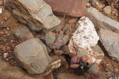 Adromischus triflorus