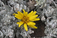 Berkheya cuneata