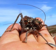 Hemihetrodes bachmanni