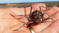 Hemihetrodes bachmanni