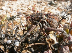 Hemihetrodes bachmanni