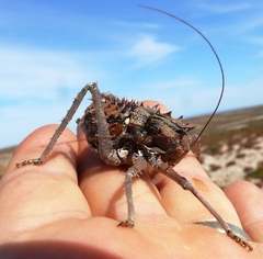 Hemihetrodes bachmanni