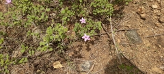 Barleria mysorensis