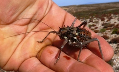 Hemihetrodes bachmanni