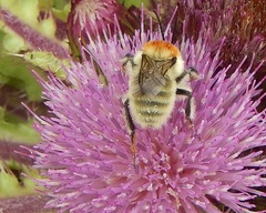 Bombus laesus