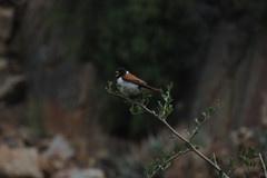 Black-Headed Canary photo 5