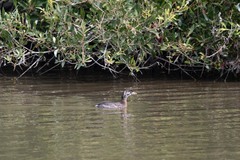 Podilymbus podiceps