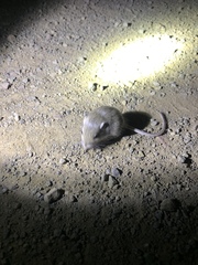 Perognathus parvus
