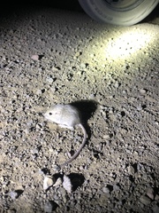 Perognathus parvus