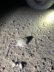 Perognathus parvus