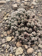 Crassula corallina