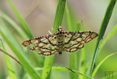 Hileithia rehamalis