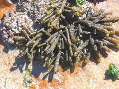 Splachnidium rugosum