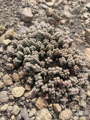 Crassula corallina