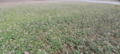Cleome chelidonii