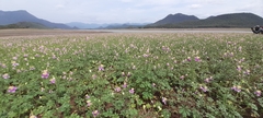 Cleome chelidonii