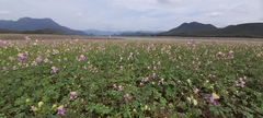 Cleome chelidonii