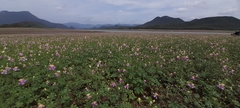 Cleome chelidonii