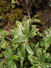 Alchemilla amphisericea