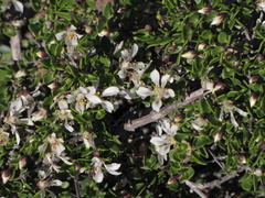 Roepera leptopetala