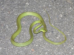 Boiga cyanea