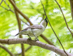 Dryoscopus gambensis