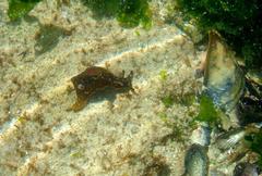 Aplysia parvula
