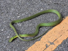 Boiga cyanea