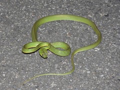 Boiga cyanea