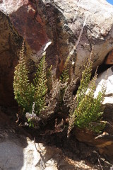 Cheilanthes parviloba