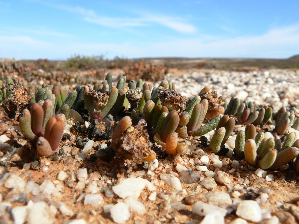 Mesembryanthemum cupreum L. Bolus