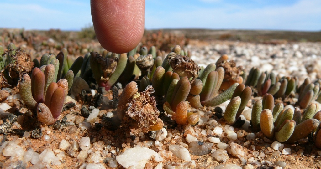 Mesembryanthemum cupreum L. Bolus 2