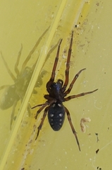 Nurscia albomaculata