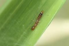 Astenus maculipennis