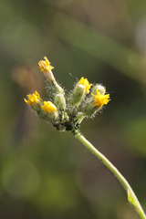 Pilosella densiflora