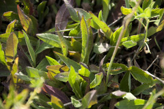 Pilosella densiflora