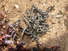 Crassula muscosa muscosa