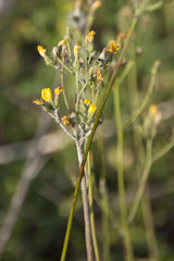 Pilosella densiflora