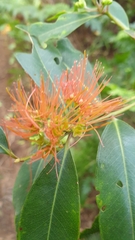 Metrosideros collina