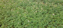 Cleome chelidonii