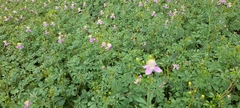 Cleome chelidonii