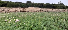 Cleome chelidonii