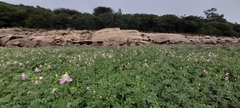 Cleome chelidonii