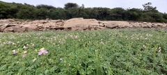 Cleome chelidonii