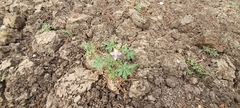 Cleome chelidonii
