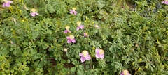 Cleome chelidonii
